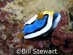 Nudibranch taken during a dive at Tubla Point Reef, Moalb... by Bill Stewart 